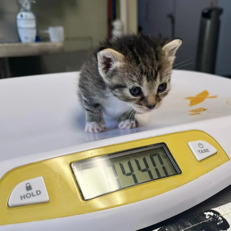 A baby small-sized female Brown / Chocolate Domestic Short Hair cat named Cheeto for adoption in Mount Juliet, TN