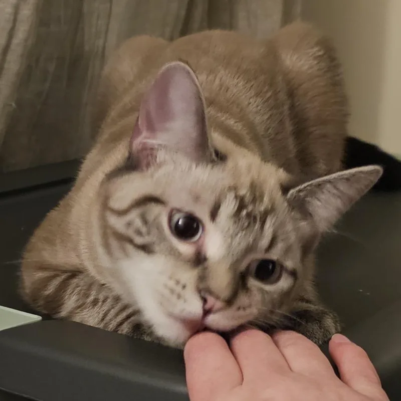 A baby small-sized male Siamese cat named Alfred Kocher for adoption in Merrifield, VA