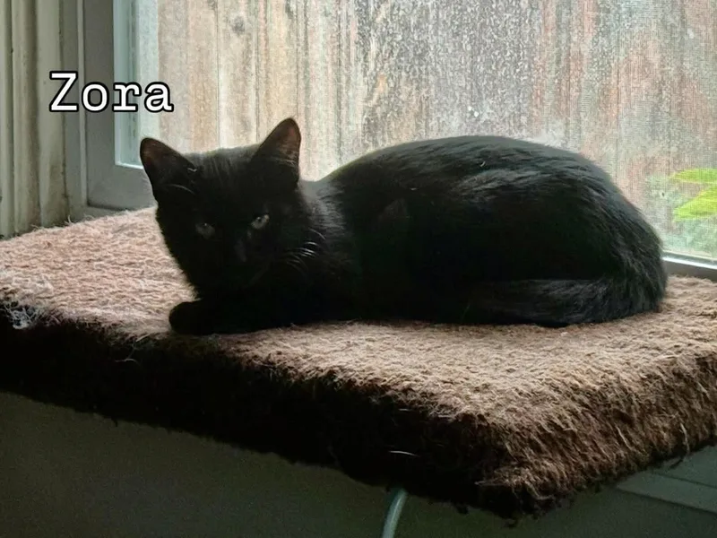 Zora thumbnail 3