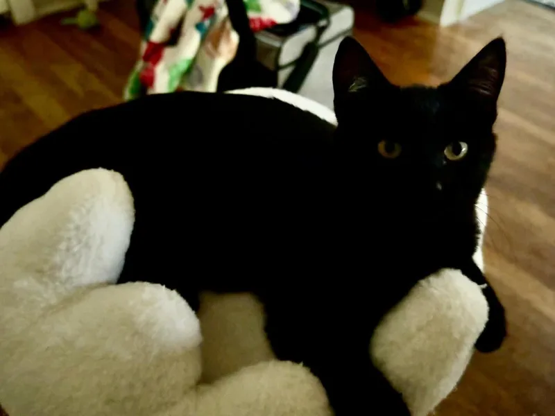 Zora thumbnail 4