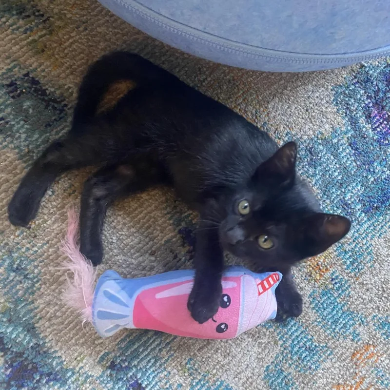 A baby small-sized male Black Domestic Short Hair cat named Treason for adoption in Los Angeles, CA