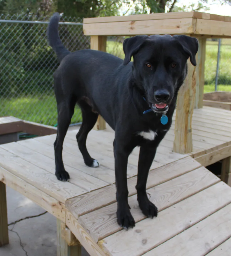 An adult large-sized male Black Labrador Retriever dog named Tick for adoption in Huron, SD