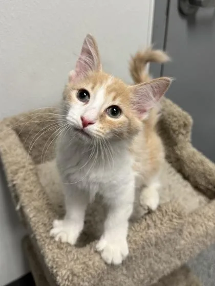 A baby medium-sized male Domestic Long Hair cat named Alladin for adoption in Tinley Park, IL