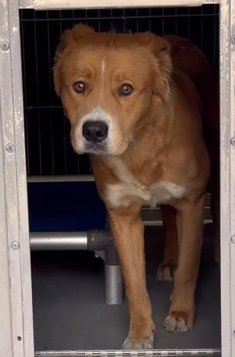 A young medium-sized male Golden Shepherd dog named Bravo for adoption in Frazier Park, CA