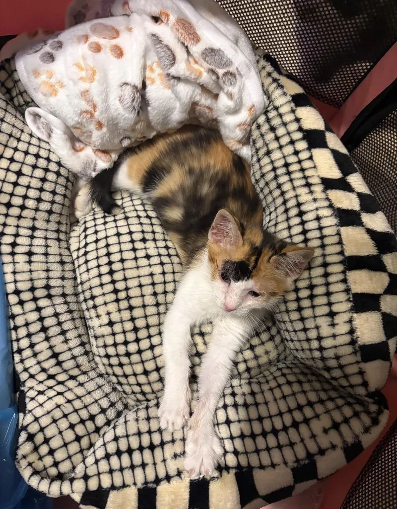 A baby medium-sized female Calico Domestic Short Hair cat named Freckles for adoption in Nutley, NJ
