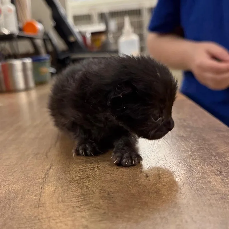 A baby small-sized male Black Domestic Short Hair cat named Cola In Taneytown for adoption in Alexandria, VA