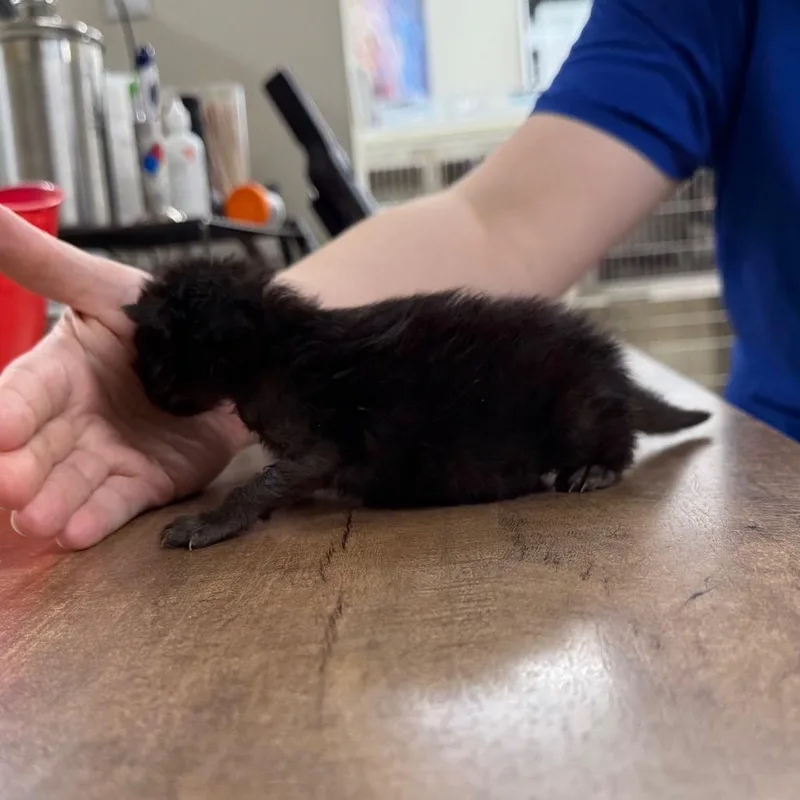 Cola In Taneytown  thumbnail 4