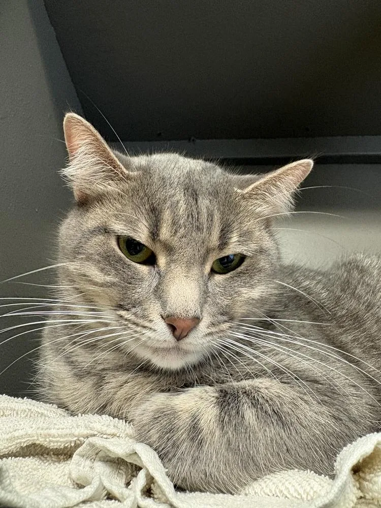 An adult large-sized female Gray / Blue / Silver Tabby cat named Junie B Jones for adoption in Dallas, TX