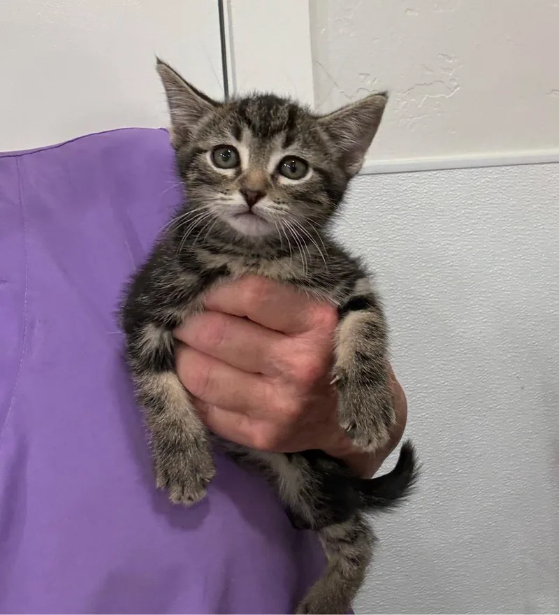 A young small-sized female Tabby (Gray / Blue / Silver) Tabby cat named Abby for adoption in Temecula, CA