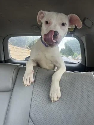 A baby small-sized female Mixed Breed dog named Liza for adoption in Atlanta, GA