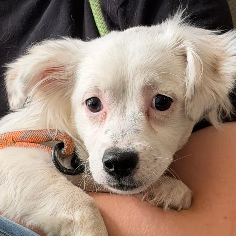 An adult small-sized female White / Cream Chihuahua dog named Nevaeh for adoption in Yuma, AZ
