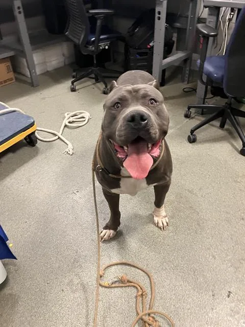 An adult extra large-sized male Mastiff dog named Zeus for adoption in Dallas, TX