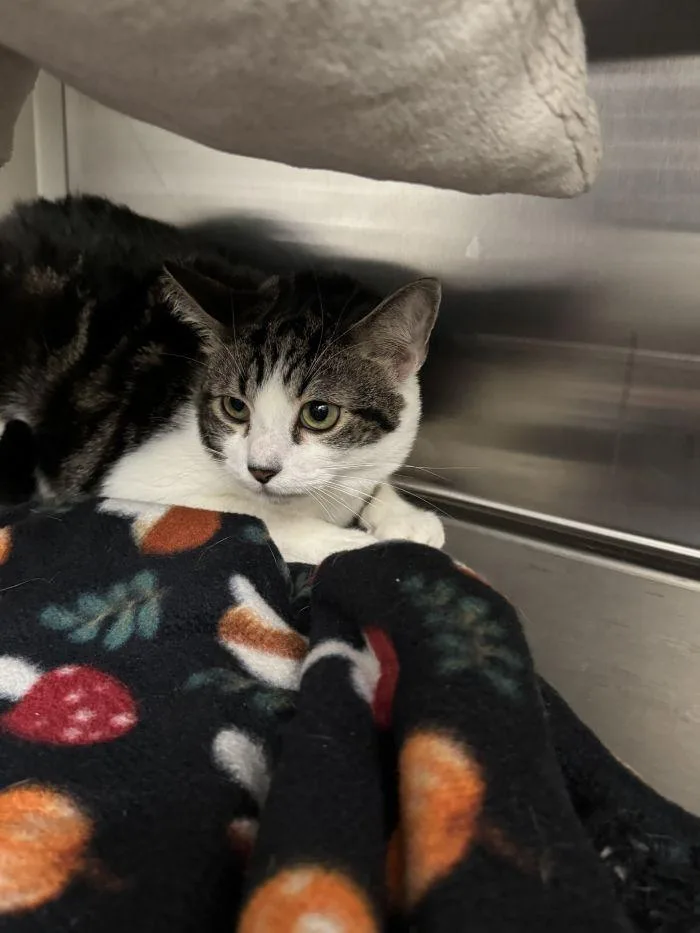 An adult small-sized male Domestic Short Hair cat named Axel Rose for adoption in Hilton Head Island, SC