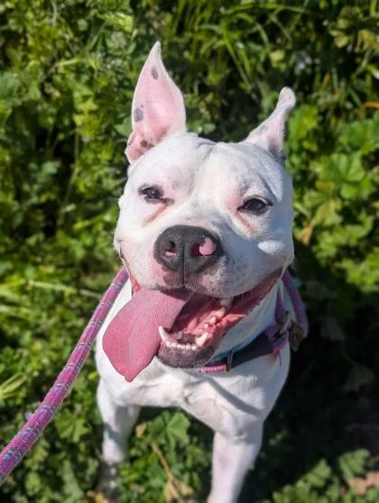 Sir Goober thumbnail 2