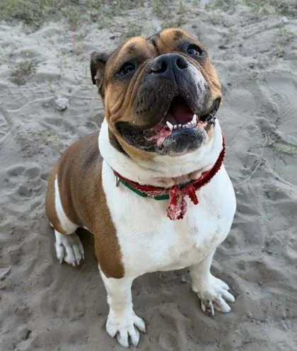 A young medium-sized female Brown / Chocolate English Bulldog dog named Autumn for adoption in Inverness, FL