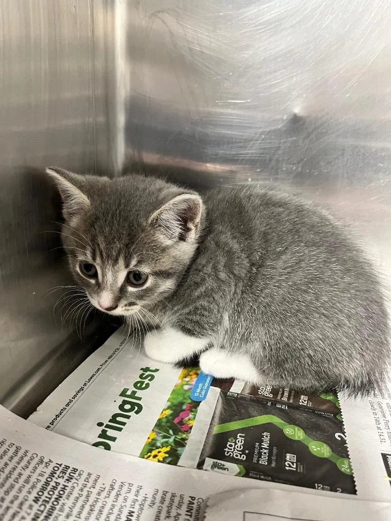 A baby small-sized male Domestic Short Hair cat named Levi for adoption in Hopkinsville, KY