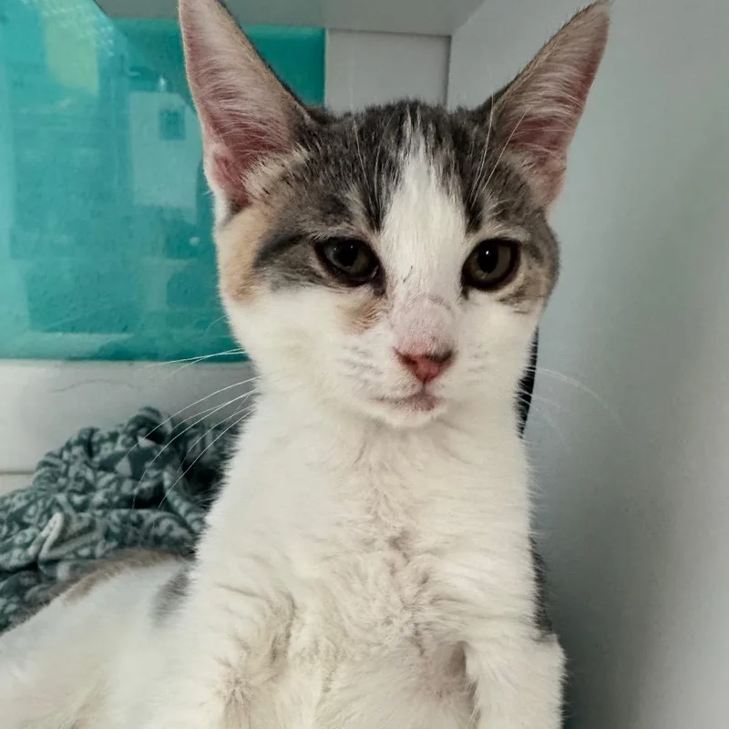 A baby small-sized female Brown / Chocolate Domestic Short Hair cat named Clover for adoption in Lake Jackson, TX