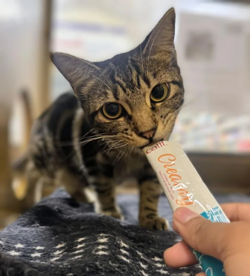 A young medium-sized female Tabby (Brown / Chocolate) Domestic Short Hair cat named Oingo for adoption in Pearland, TX