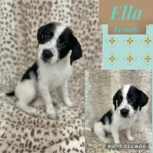 A baby medium-sized female German Wirehaired Pointer dog named Ella for adoption in Manchester, CT