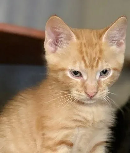 A baby small-sized male Domestic Short Hair cat named Mayo for adoption in Washington, DC
