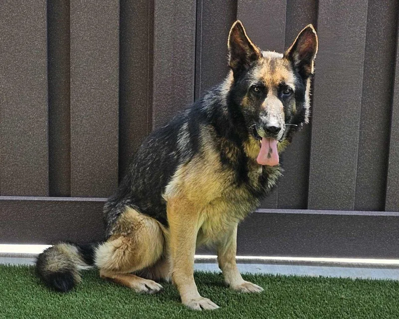 Ares