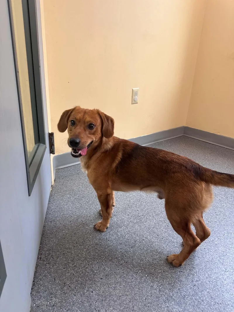 An adult medium-sized male Terrier dog named Dru for adoption in Covington, VA