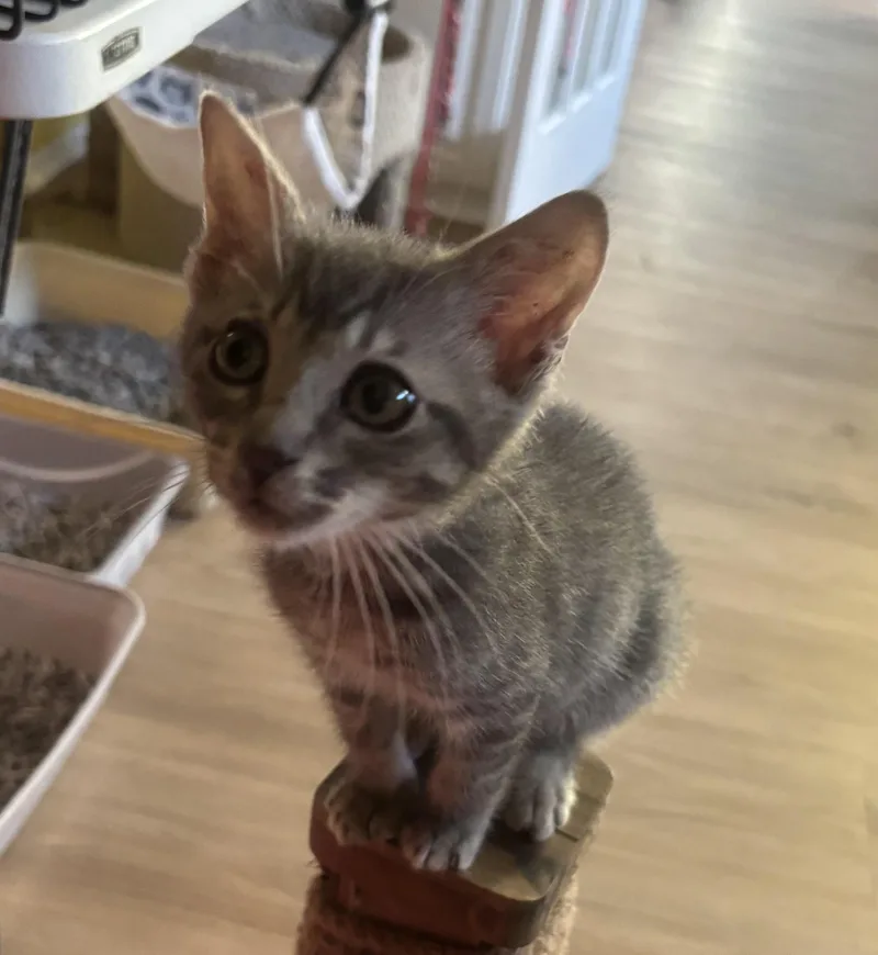 A young small-sized male Gray / Blue / Silver Domestic Short Hair cat named Mikey for adoption in Whittier, CA