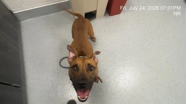 An adult large-sized male Pit Bull Terrier dog named Oscar for adoption in Ocala, FL