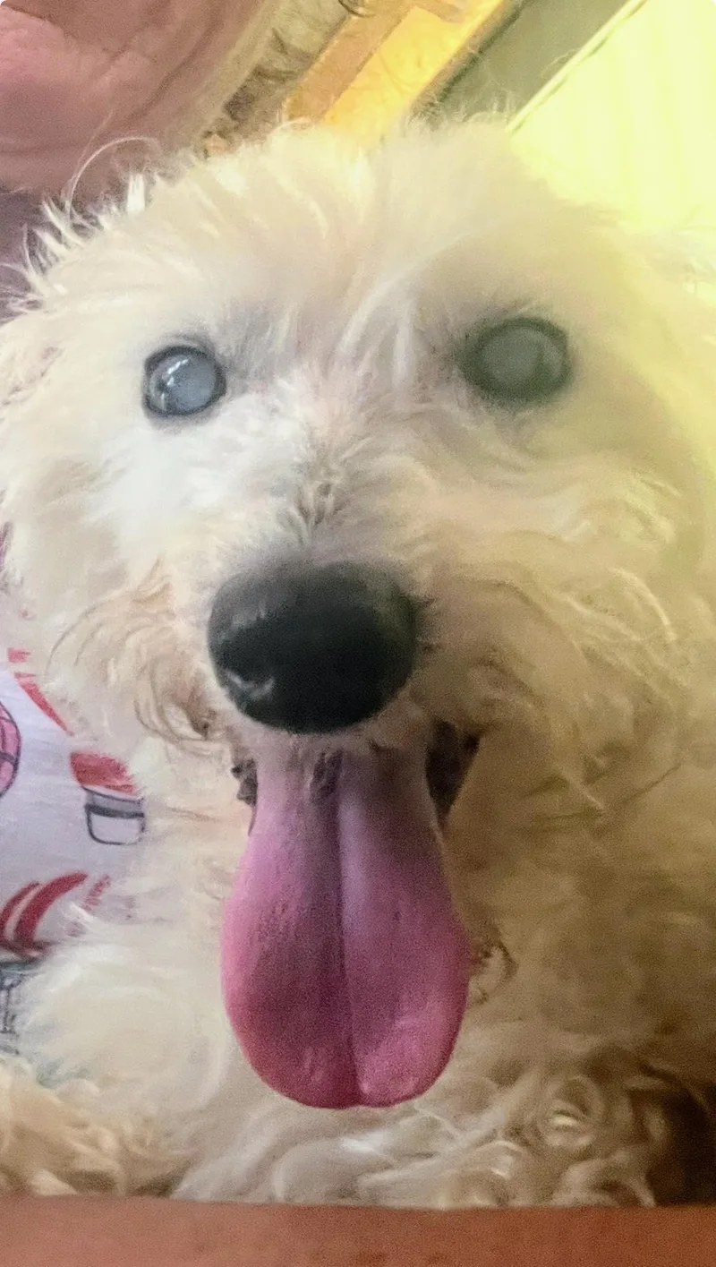 A senior small-sized male Poodle dog named Ghost Gatlin for adoption in Saunderstown, RI