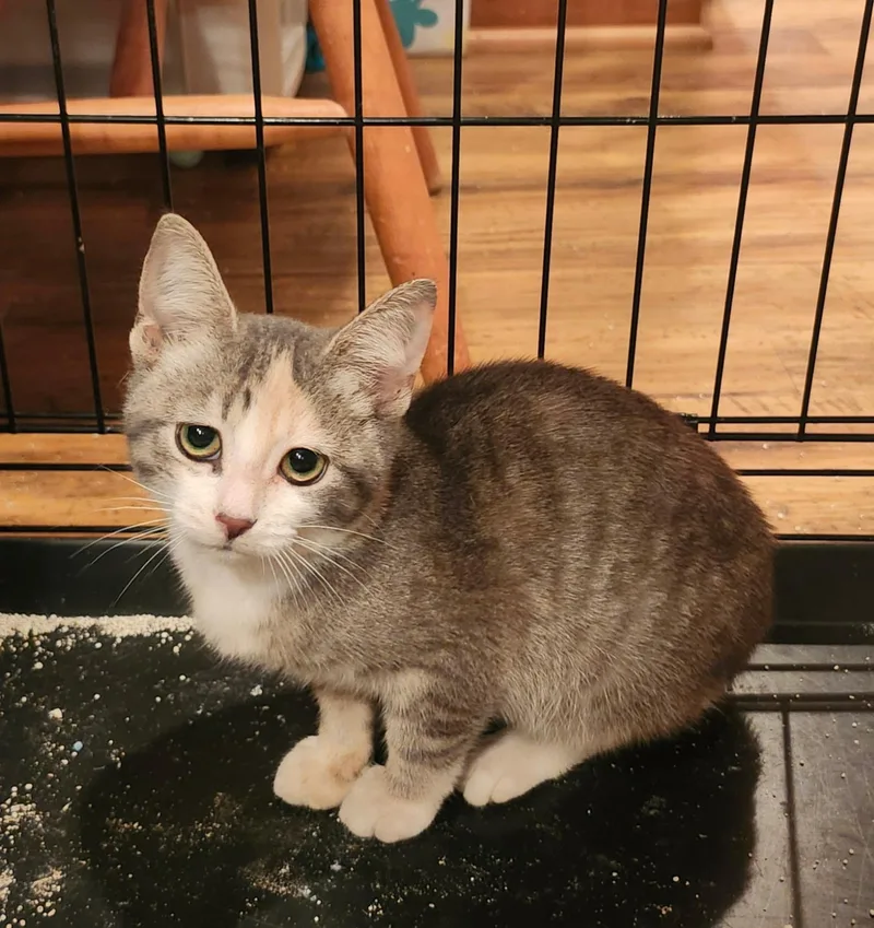 A baby medium-sized female Tabby (Gray / Blue / Silver) Domestic Short Hair cat named Summer for adoption in Lewis Center, OH