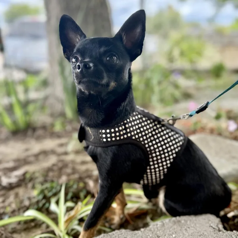 A young small-sized male Golden Chihuahua dog named Cooper for adoption in modesto, CA