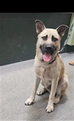 A young medium-sized male Mixed Breed dog named Murray for adoption in Los Angeles, CA