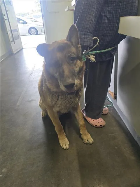 A senior extra large-sized male German Shepherd Dog dog named Chuco for adoption in Los Angeles, CA