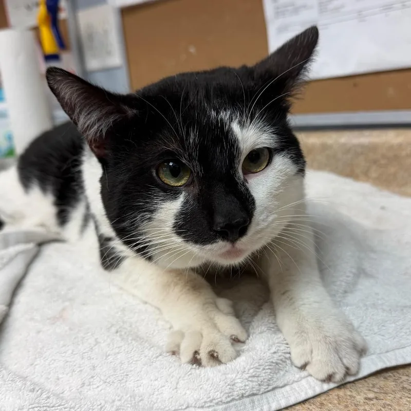 An adult large-sized male Black Domestic Short Hair cat named Tin Tin for adoption in Easton, PA