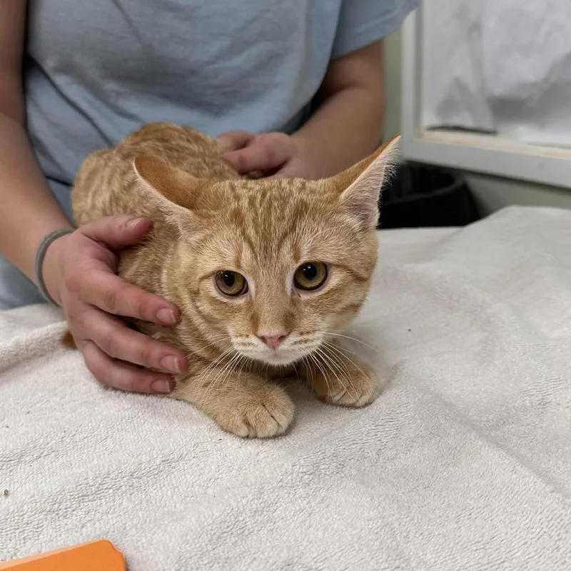 A baby medium-sized male Domestic Short Hair cat named Niblet for adoption in East Smithfield , PA