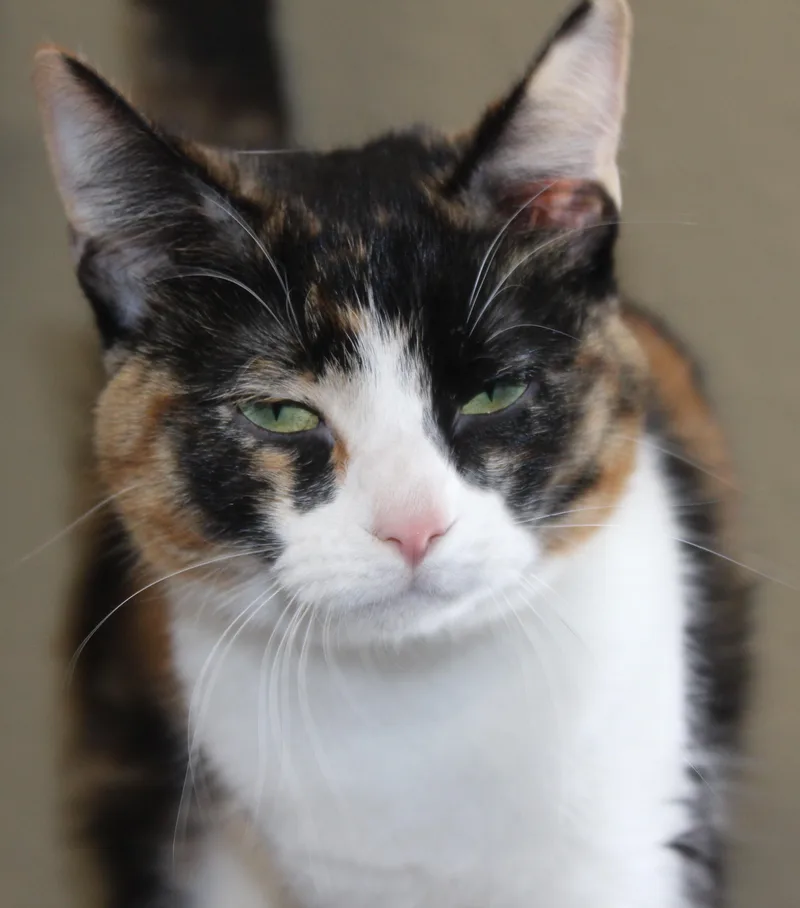 Symphony thumbnail 2