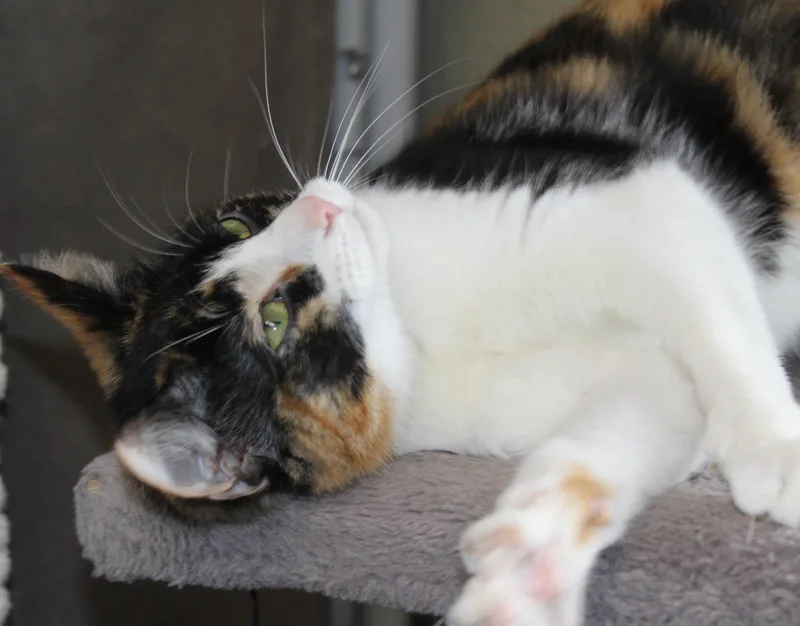 Symphony thumbnail 3