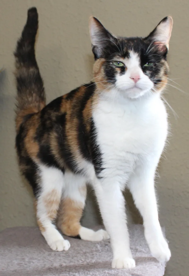An adult medium-sized female Calico Domestic Short Hair cat named Symphony for adoption in Huron, SD