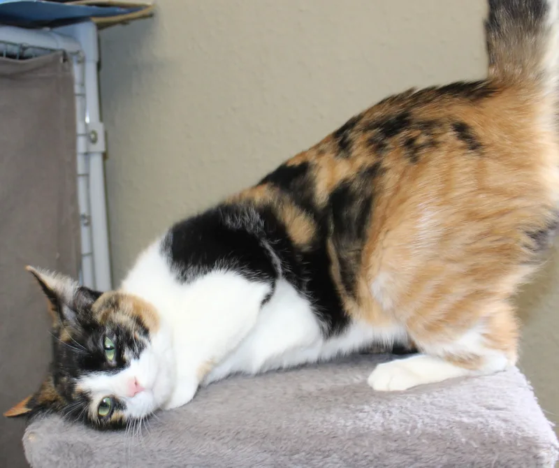 Symphony thumbnail 4