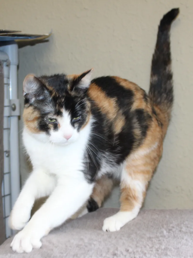 Symphony thumbnail 5