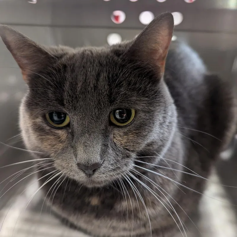 An adult medium-sized female Gray / Blue / Silver Domestic Short Hair cat named Mama for adoption in Charlottesville, VA