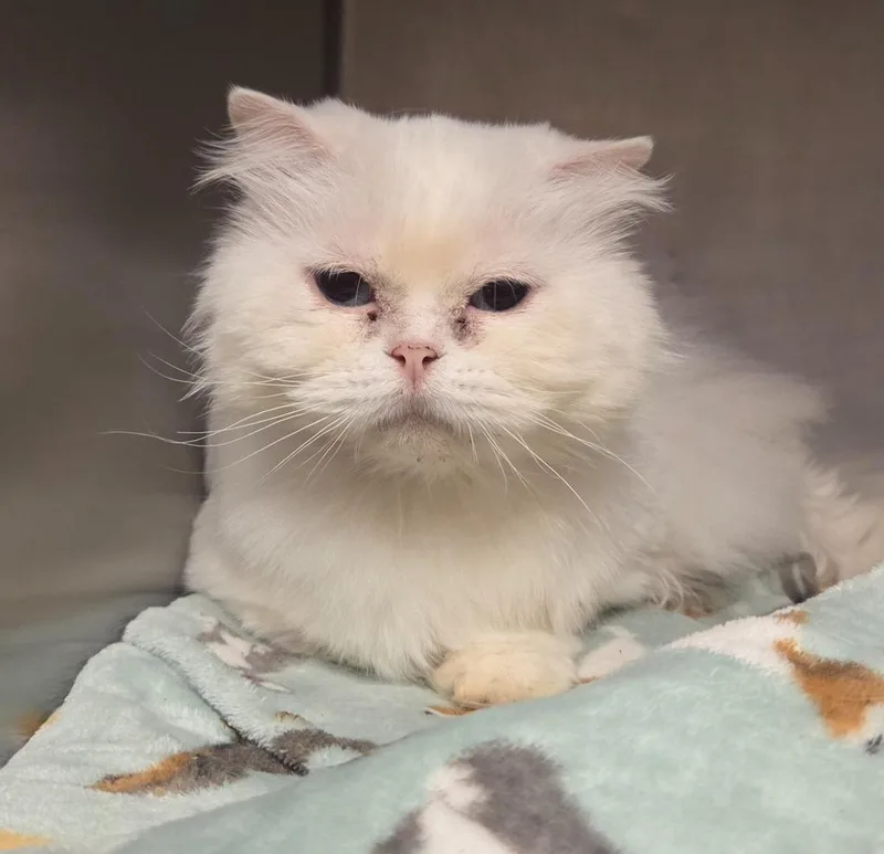 A senior small-sized female Domestic Long Hair cat named Princess Cobb for adoption in Ocala, FL