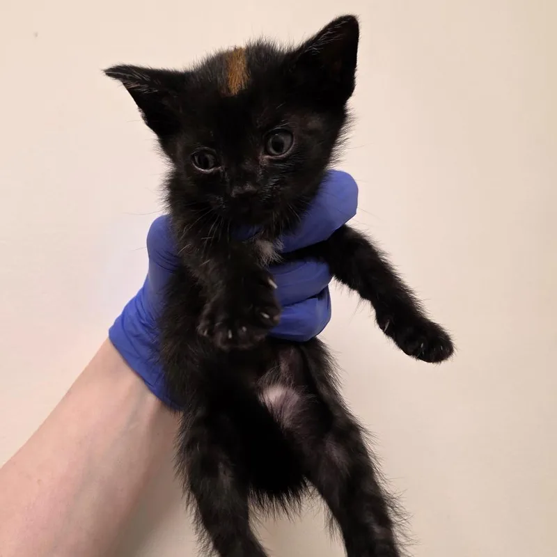 A baby small-sized male Black Domestic Short Hair cat named Inky for adoption in Phoenix, AZ