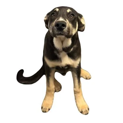 A young medium-sized male Shepherd dog named Linus for adoption in Red Bluff, CA