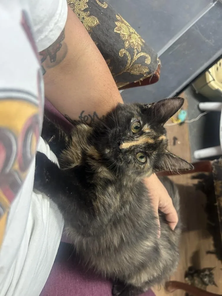 A baby medium-sized female Domestic Short Hair cat named Harper for adoption in Emerald Isle, NC