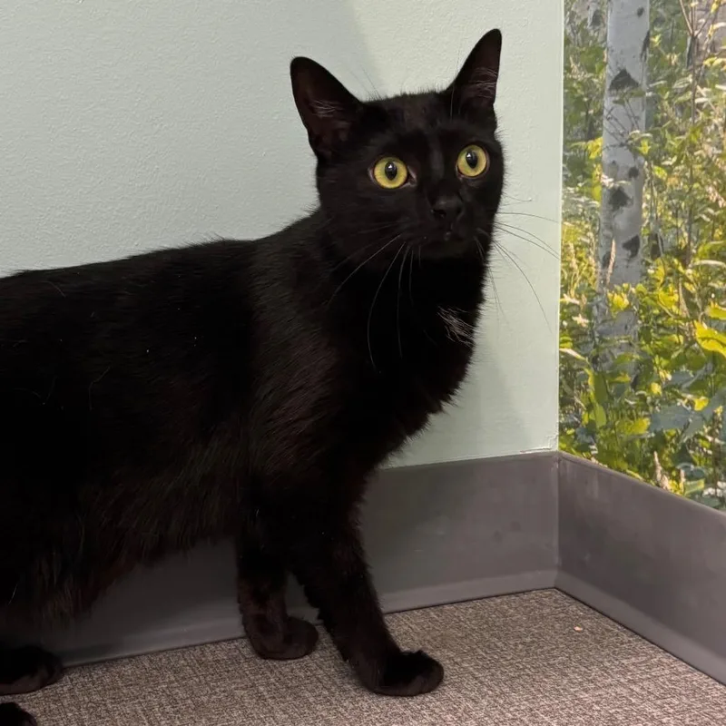 An adult medium-sized female Black Domestic Short Hair cat named Luna for adoption in Waukesha, WI