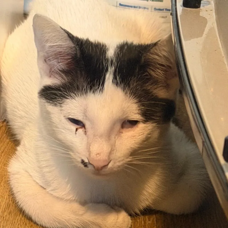 A baby small-sized female American Shorthair cat named Oreo for adoption in mount vernon, AR