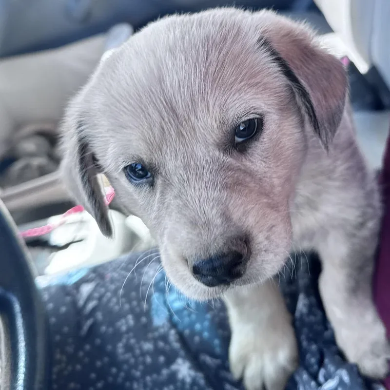 A baby medium-sized male Red / Chestnut / Orange Cattle Dog dog named Ron Weasley for adoption in Phoenix, AZ