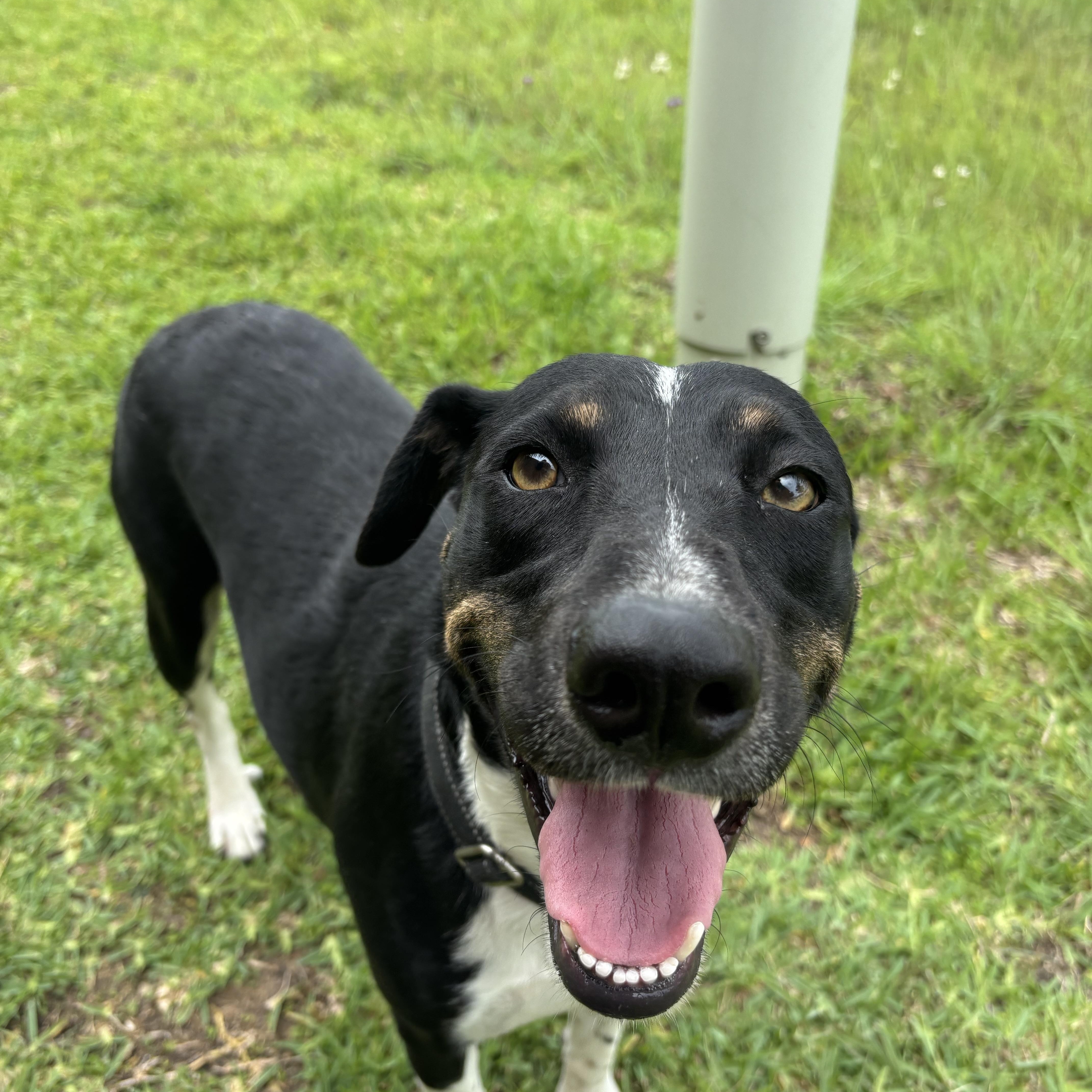 A young medium-sized female Bicolor Labrador Retriever dog named Bessie for adoption in Pearland, TX