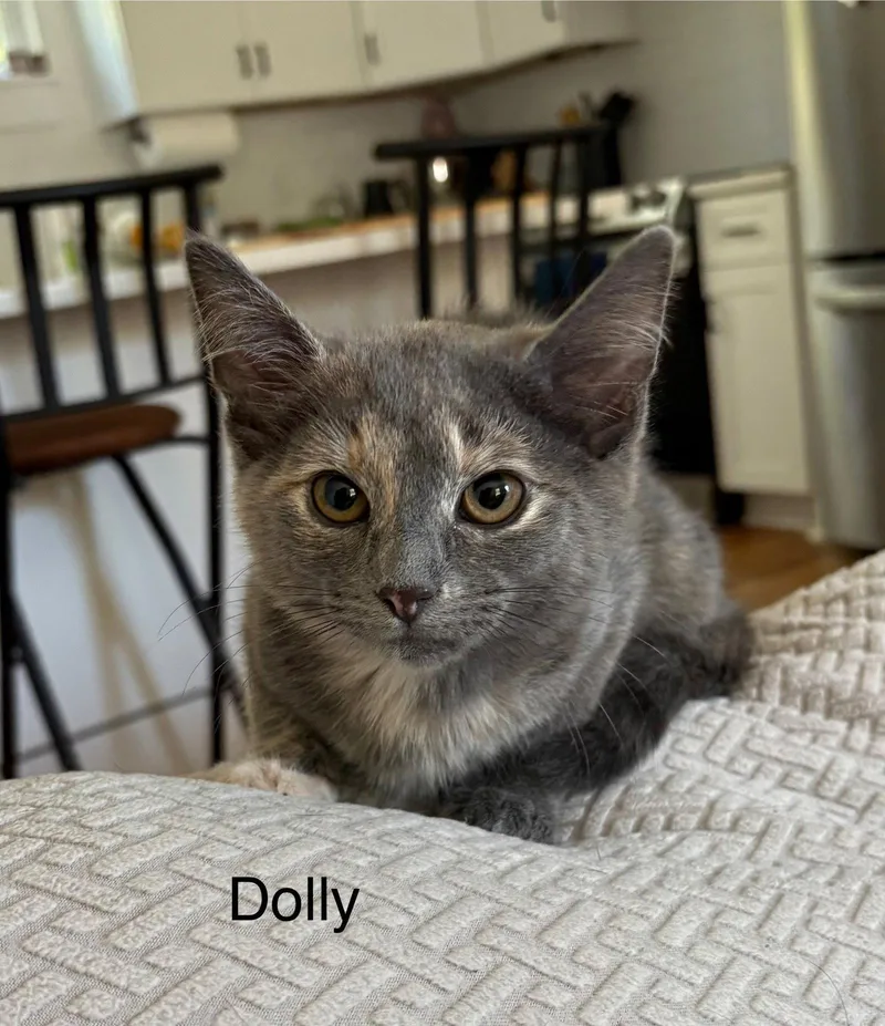 A baby medium-sized female Domestic Short Hair cat named Dolly for adoption in White Bluff, TN
